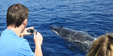 Cover for Search for whales and dolphins in Gran Canaria
