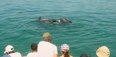 Setúbal dolphin watching