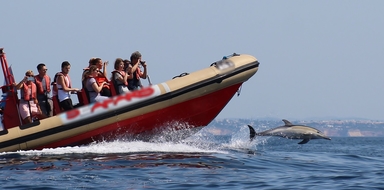 Dolphin watching from Portimão Marina
