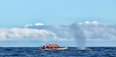 Cover for Whale and dolphin watching on Pico
