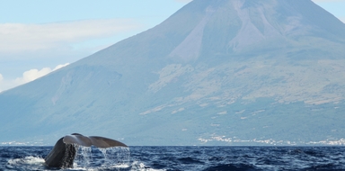 Whale Watching Pico Island