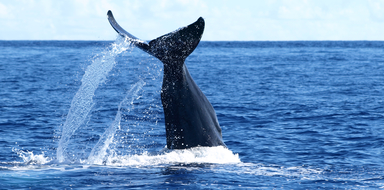 Whale São Miguel