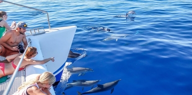 Cover for Dolphin & whale watching in Madeira - catamaran