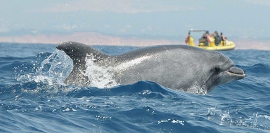 Dolphins Albufeira