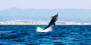 boat trips ria formosa - dolphin watching
