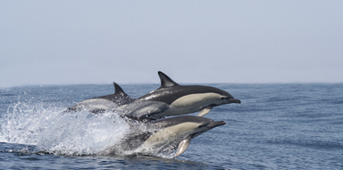 Visit Benagil and observe dolphins in Portimão