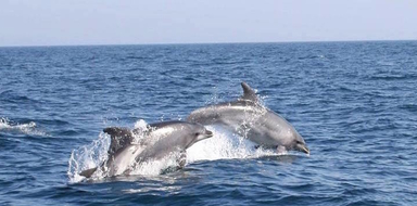 Dolphins and Caves cruise in Albufeira