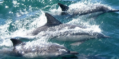 Dolphin watching and island tour in Ria Formosa