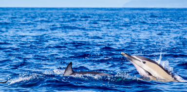 Swim with dolphins Terceira Island
