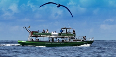 Cover for Whale and dolphin watching in La Palma