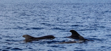 Around Madeira we can spot several species of whales and dolphins