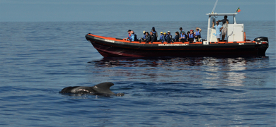 Pico Island Whale & Dolphin Watching