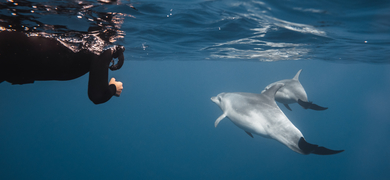Swimming with Dolphins in São Miguel