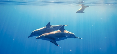 Swimming with Dolphins from Waikiki