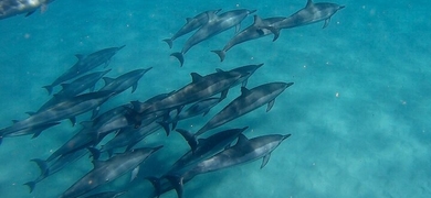 Dolphins, Caves, and Rum on the West Shore of Oahu