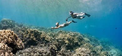 Kailua-Kona morning snorkel & marine life encounter