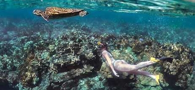 Morning & Manta Ray Snorkeling in Kona