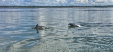 Dolphin Boat Tour in Hilton Head