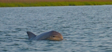 Sunset Dolphin Tour in Hilton Head