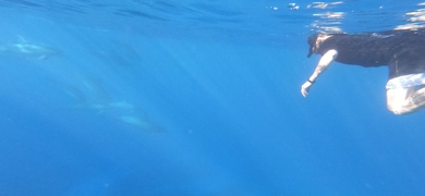 Snorkel with Manta Rays in Kailua-Kona