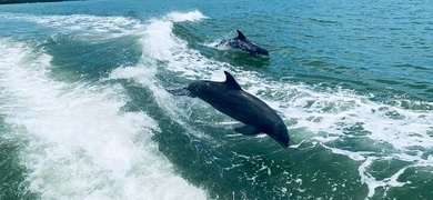 Dolphin Cruise in Mineola Ave