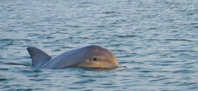 Mini Boat Dolphin Tour in Hilton Head