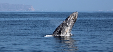 Private Whale Watching Boat Tour in San Diego