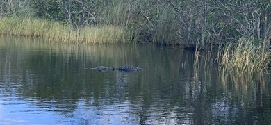 Alligator Airboat Tour in Miami