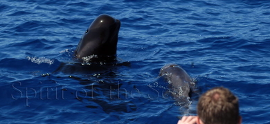dolphins in gran canaria