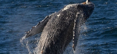 San Diego Whale & Dolphin Watching Sunset Cruise 