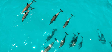 Dolphin and Snorkel Tour in Key West
