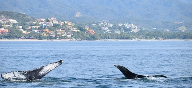 Whale Watching Tour in Jalisco