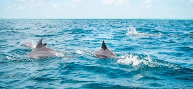 Dolphin Cruise in Clearwater