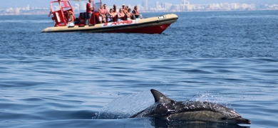 Dolphin watching tour in Lagos