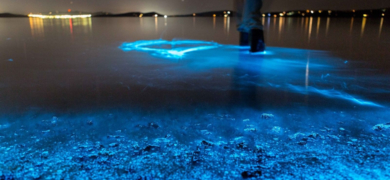 Bioluminescence Kayaking in Titusville
