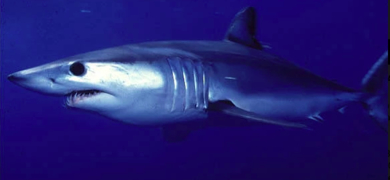 Shark Azores