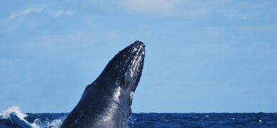Whales São Miguel