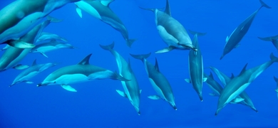 Dolphins Azores