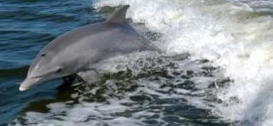 Private Dolphin Tour in Panama City