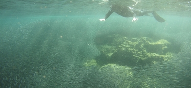 Snorkeling in Amadores Bay