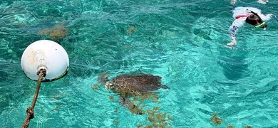 Turtle Snorkeling and Island Break in Belize