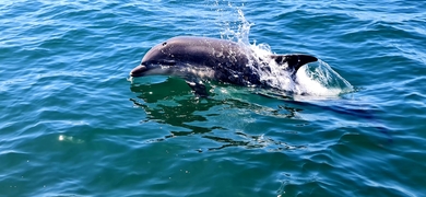 Dolphin Watching Tour in Sesimbra