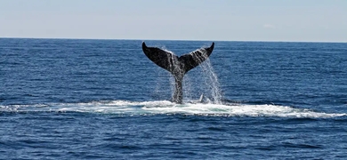 Whale Watching Tour in Barcelona