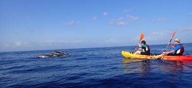 dolphins in Tenerife