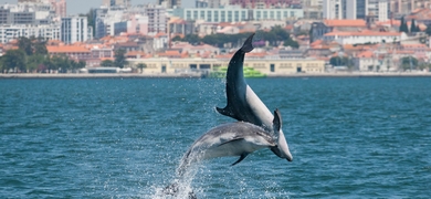 Private dolphin watching in Setúbal