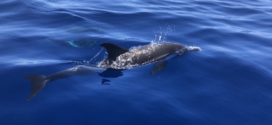 dolphins in Madeira