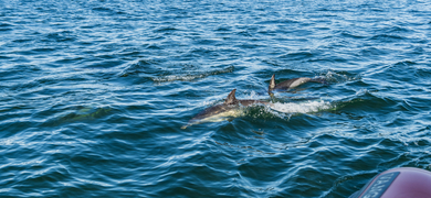 Cascais Dolphin Watching Tour: