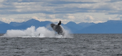 whale watching in Alaska