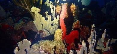 coral snorkeling st thomas