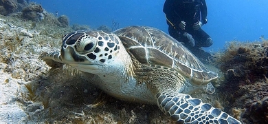 turtle diving